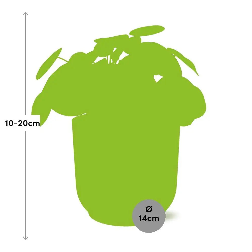 Pilea cadierei Aluminium-Pflanze ca. 20 cm – Gesamtansicht im Topf Ø12 cm