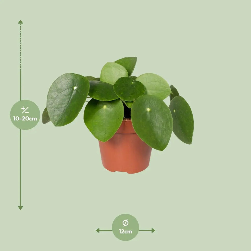 pilea-cadierei-aluminium-pflanze-o12-h20-01