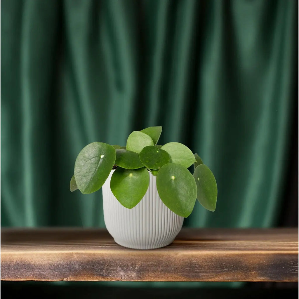 pilea-cadierei-haenge-kletterpflanze-04
