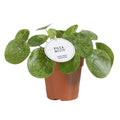 Pilea ‘Mojito’ – panaschierte, runde Blätter in Nahaufnahme