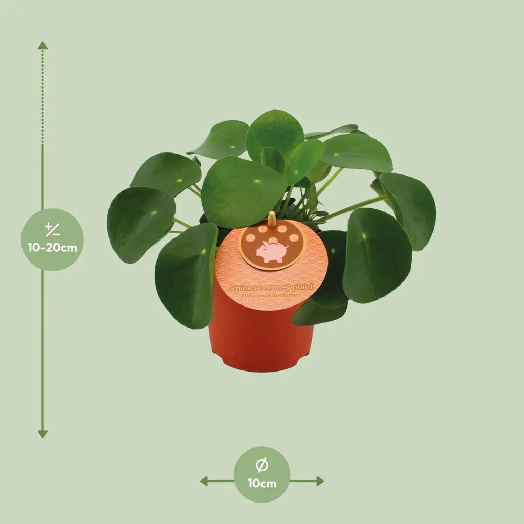 Pilea peperomioides (Ufopflanze/Glückstaler) im Topf, Ø 12 cm, Höhe 20–30 cm – Gesamtansicht
