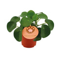 Pilea peperomioides – Blattstiele und Blattansatz (Detail)