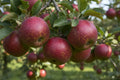 Winterapfel Roter Boskoop Apfelbaum Busch kleinbleibend saftig 2-jährig im Topf - Pille Gartenwelt
