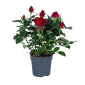 Rosa Rose im Ø17 cm Topf mit rosa Blüten – Gesamtansicht