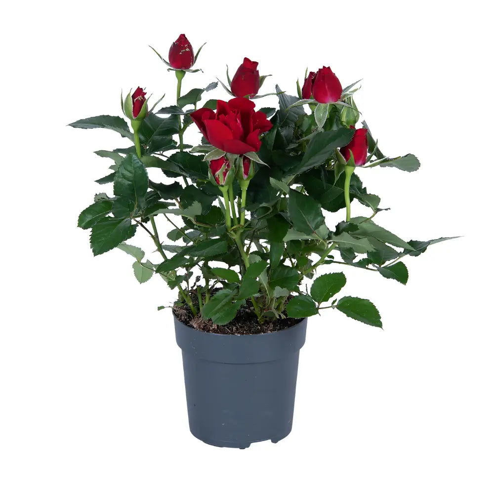 Rosa Rose im Ø17 cm Topf mit rosa Blüten – Gesamtansicht