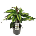 Calathea Majestica Prince als dekorative Zimmerpflanze im Wohnraum