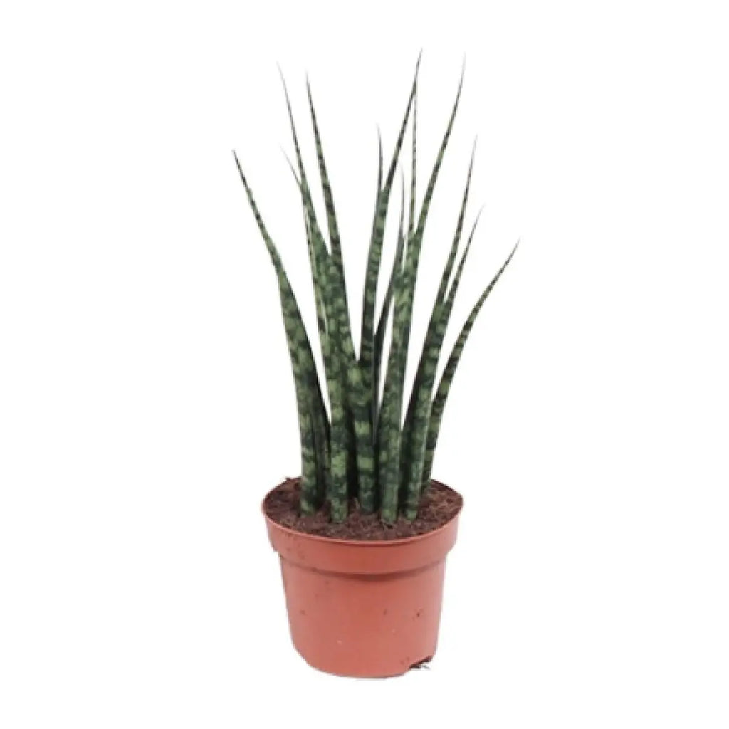Sansevieria Fernwood Mikado im Ø12 cm Topf freigestellt auf weißem Hintergrund, ca. 40 cm
