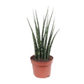 Sansevieria Fernwood Mikado im Ø12 cm Topf freigestellt auf weißem Hintergrund, ca. 40 cm
