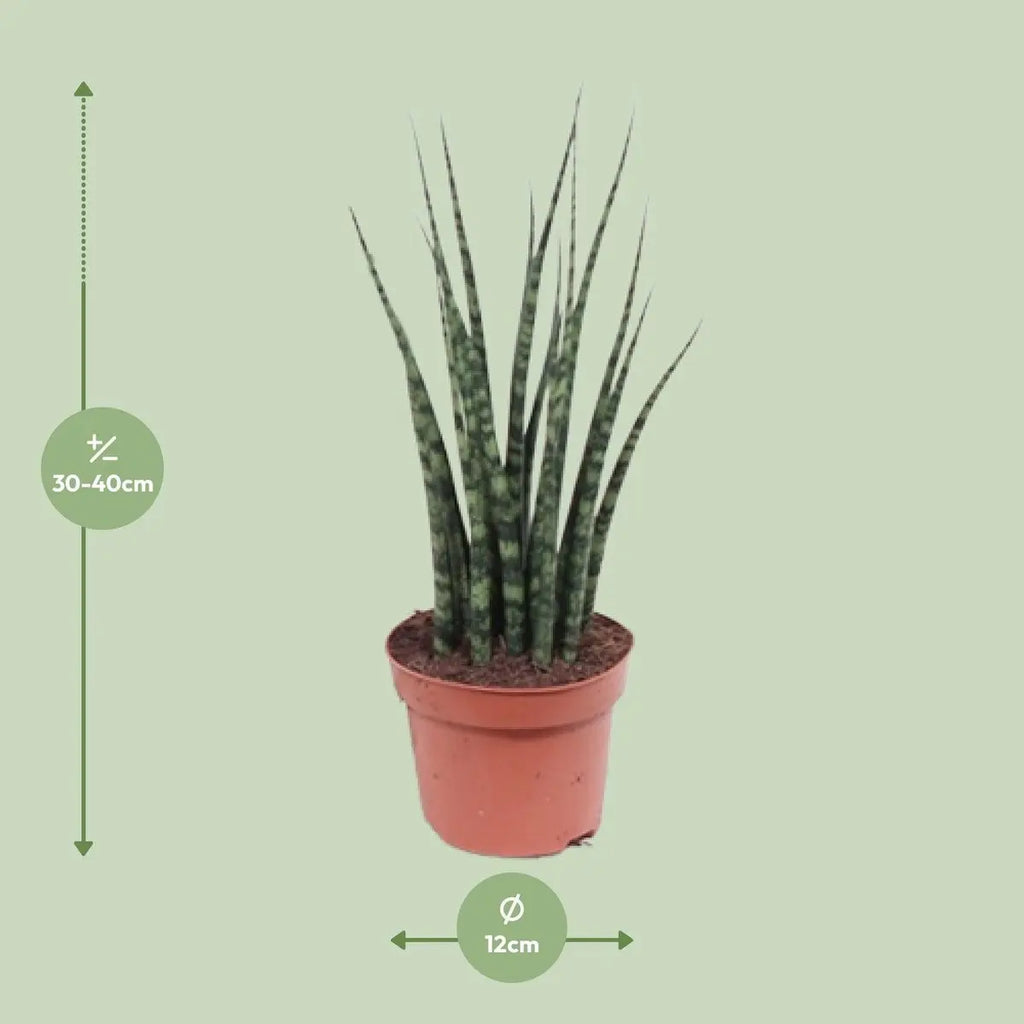 Sansevieria Fernwood Mikado Lieferhöhe ca. 40 cm – Größenvergleich bei Lieferung