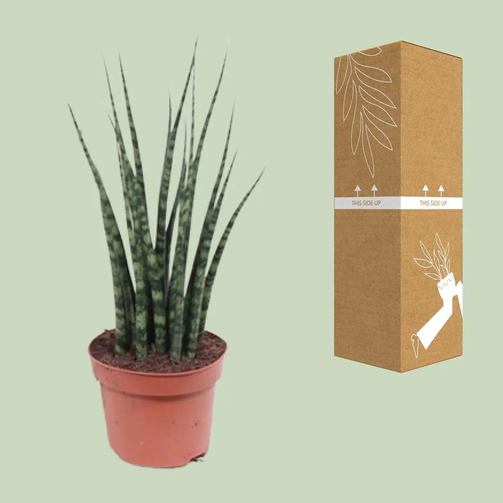 Sansevieria Fernwood Mikado neben bruch- und transportsicherer Versandverpackung