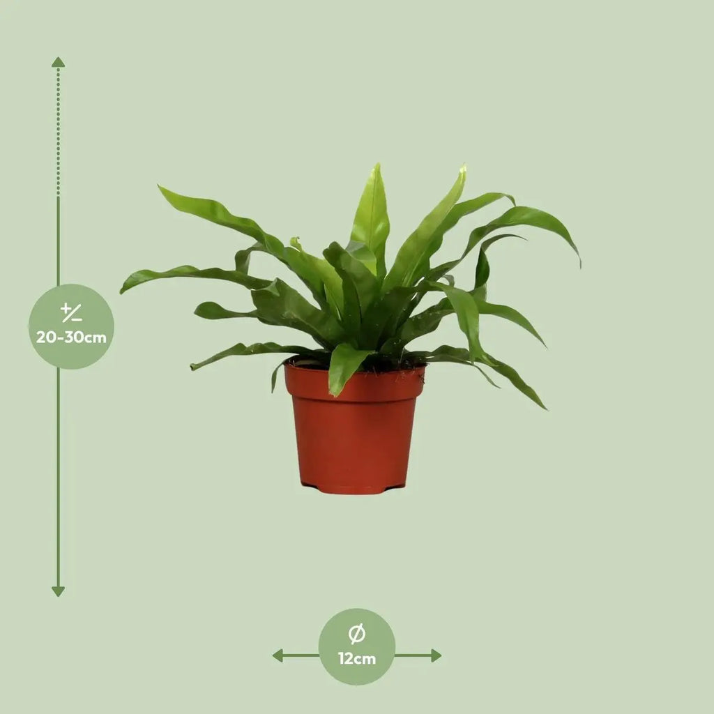 sansevieria-fernwood-punk-schmale-wespentong-12cm-25cm-1