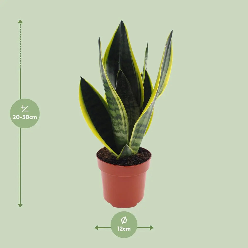 Sansevieria Futura Superba – Größenvergleich der Pflanze bei Lieferung im Ø12 cm Topf