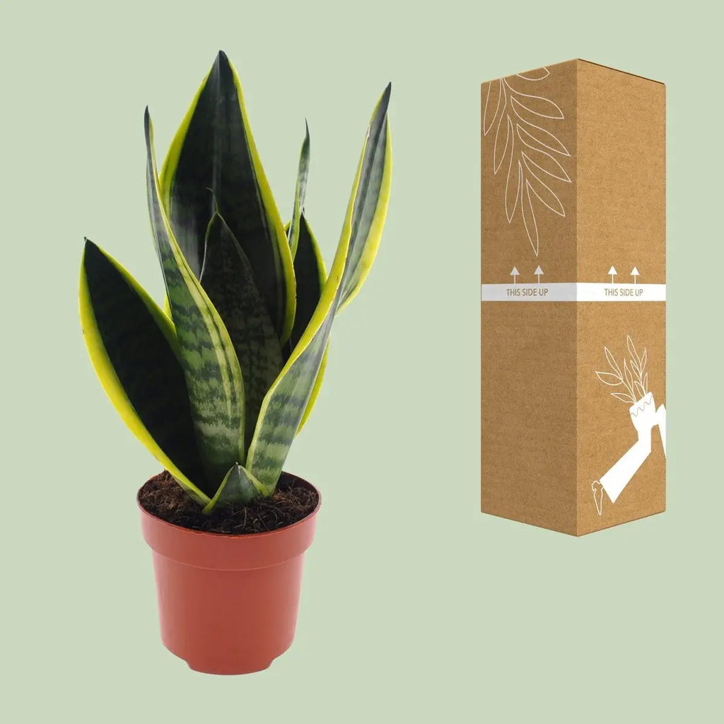 Sansevieria Futura Superba neben bruch- und transportsicherer Versandverpackung