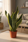 sansevieria-futura-superba-14cm-40cm-1