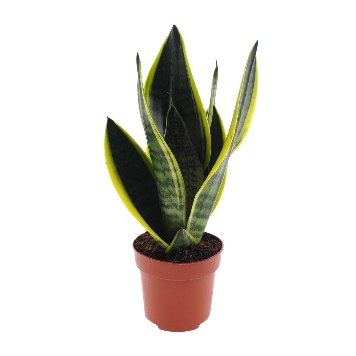 Sansevieria Futura Superba (Bogenhanf) im Ø12 cm Topf freigestellt auf weißem Hintergrund