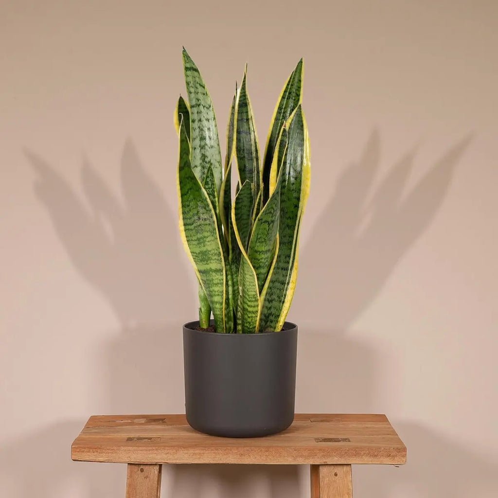 Sansevieria Laurentii Frauenzunge im Ø14 cm Topf im Wohnzimmer auf Tisch mit Übertopf anthrazit