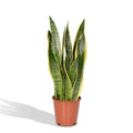 sansevieria-laurentii-14cm-40cm-freigestellt-weisser-hintergrund