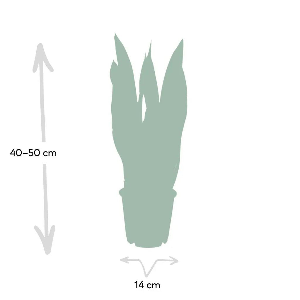 sansevieria-laurentii-14cm-40cm-groessenvergleich-lieferung
