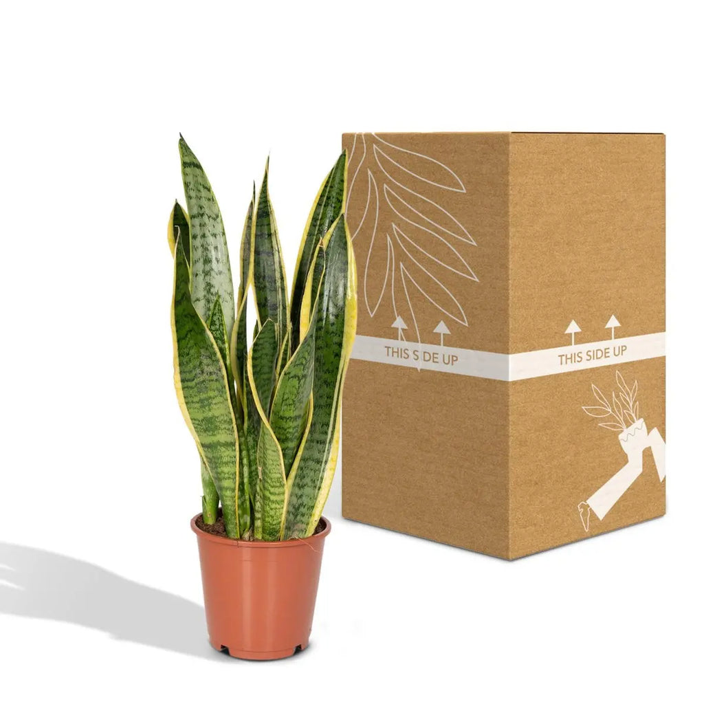 sansevieria-laurentii-14cm-sichere-versandverpackung