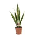 Sansevieria trifasciata ‘Laurentii’ (Bogenhanf) im Ø17 cm Topf freigestellt auf weißem Hintergrund