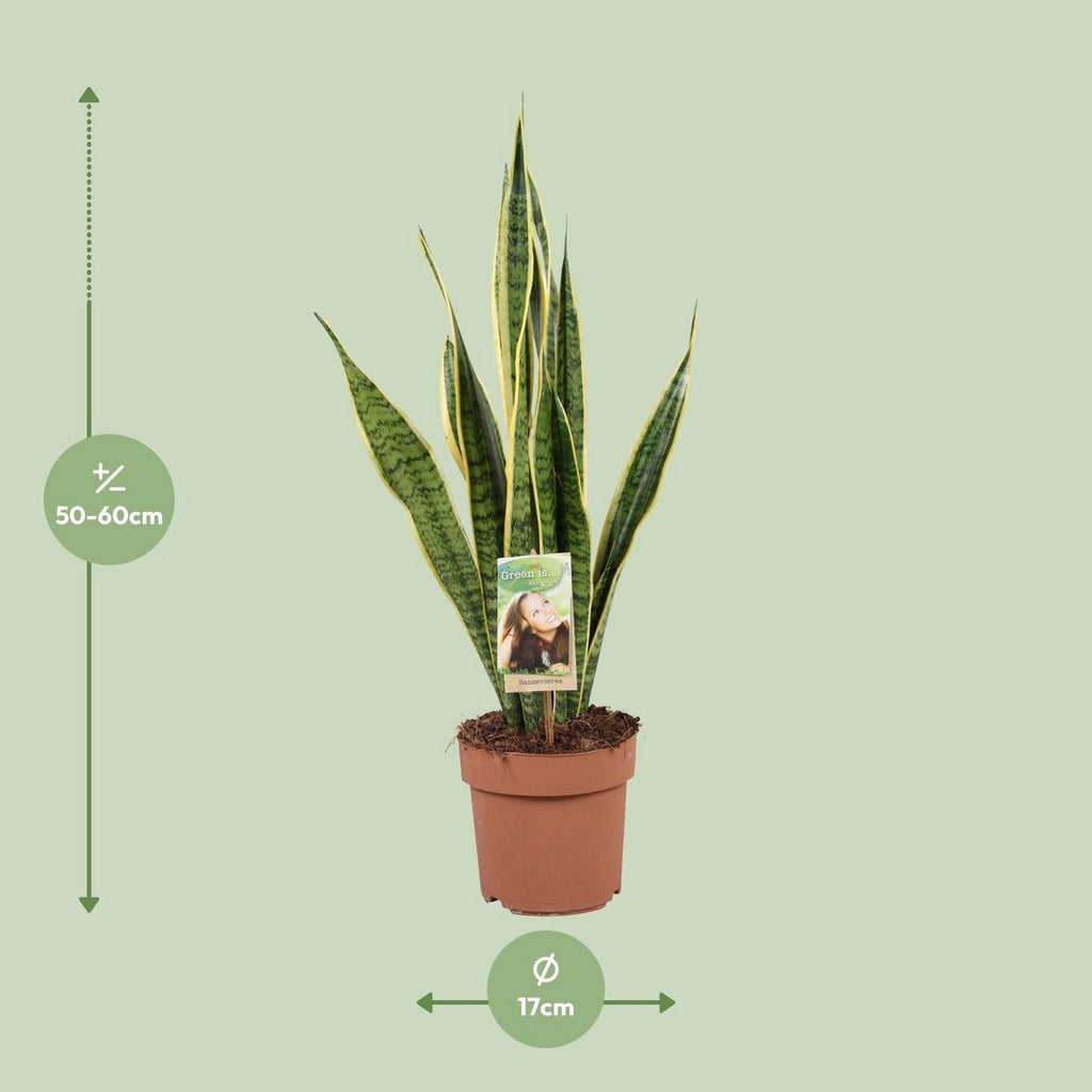 Sansevieria ‘Laurentii’ Lieferhöhe ca. 60 cm – Größenvergleich bei Lieferung