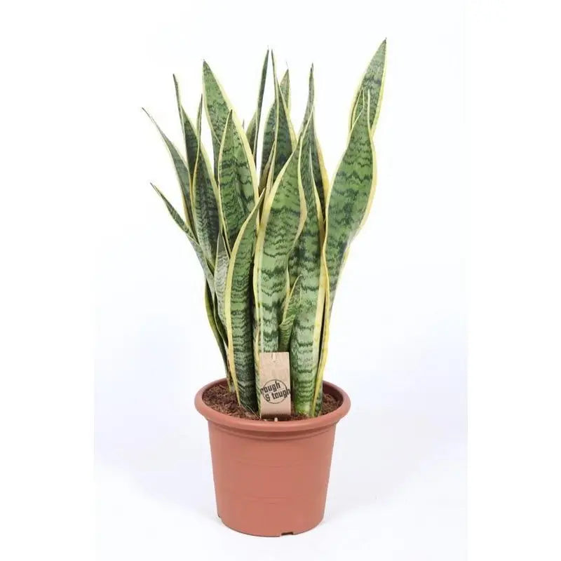 Sansevieria Laurentii Ø25 cm bis 85 cm – Bogenhanf Zimmerpflanze Gesamtansicht