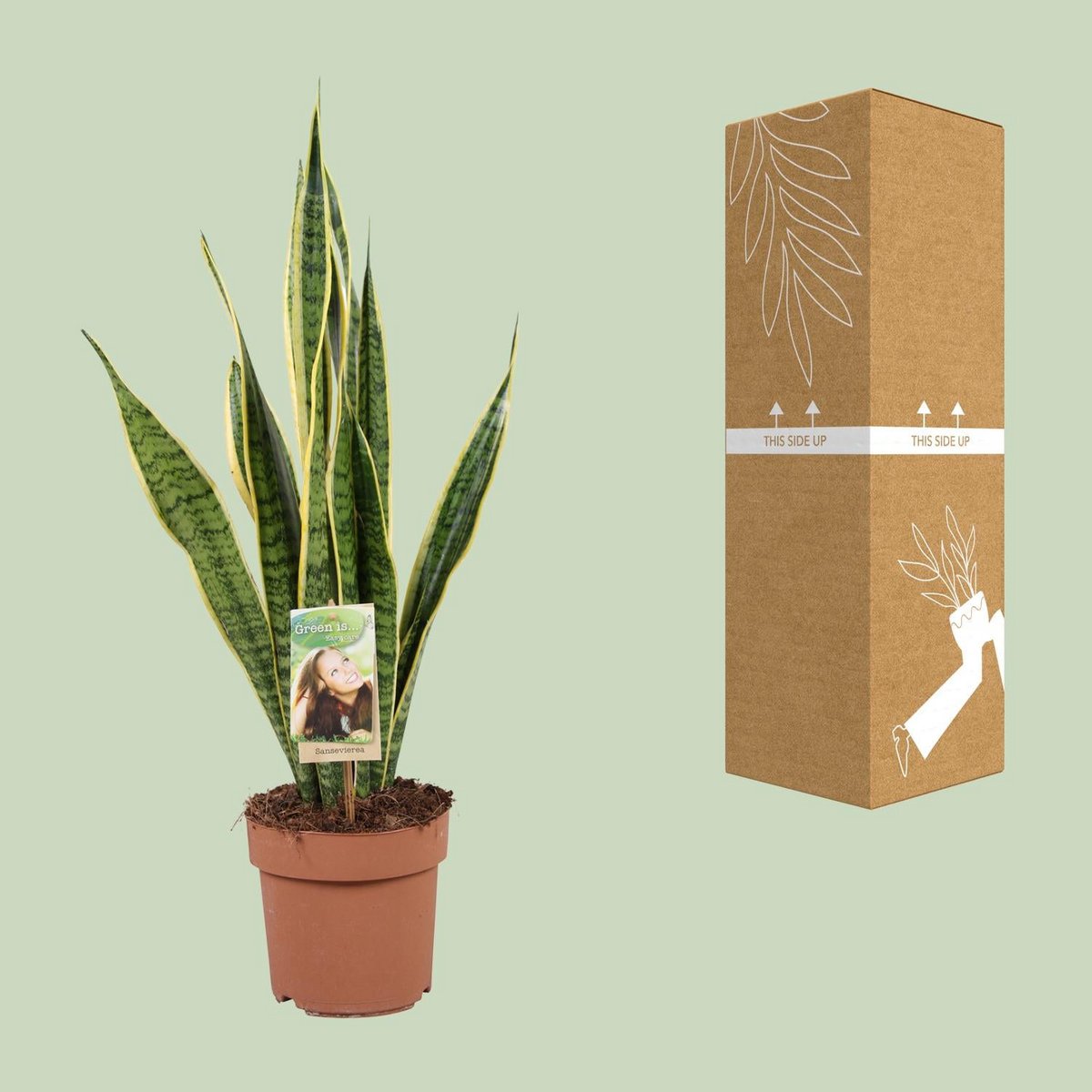 Sansevieria ‘Laurentii’ neben bruch- und transportsicherer Versandverpackung