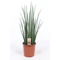 Sansevieria Mikado Ø19 cm bis 70 cm – Gesamtansicht Bogenhanf Zimmerpflanze