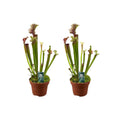 Sarracenia Judith Hindle 2er-Set im Topf Ø12 cm, ca. 30 cm hoch