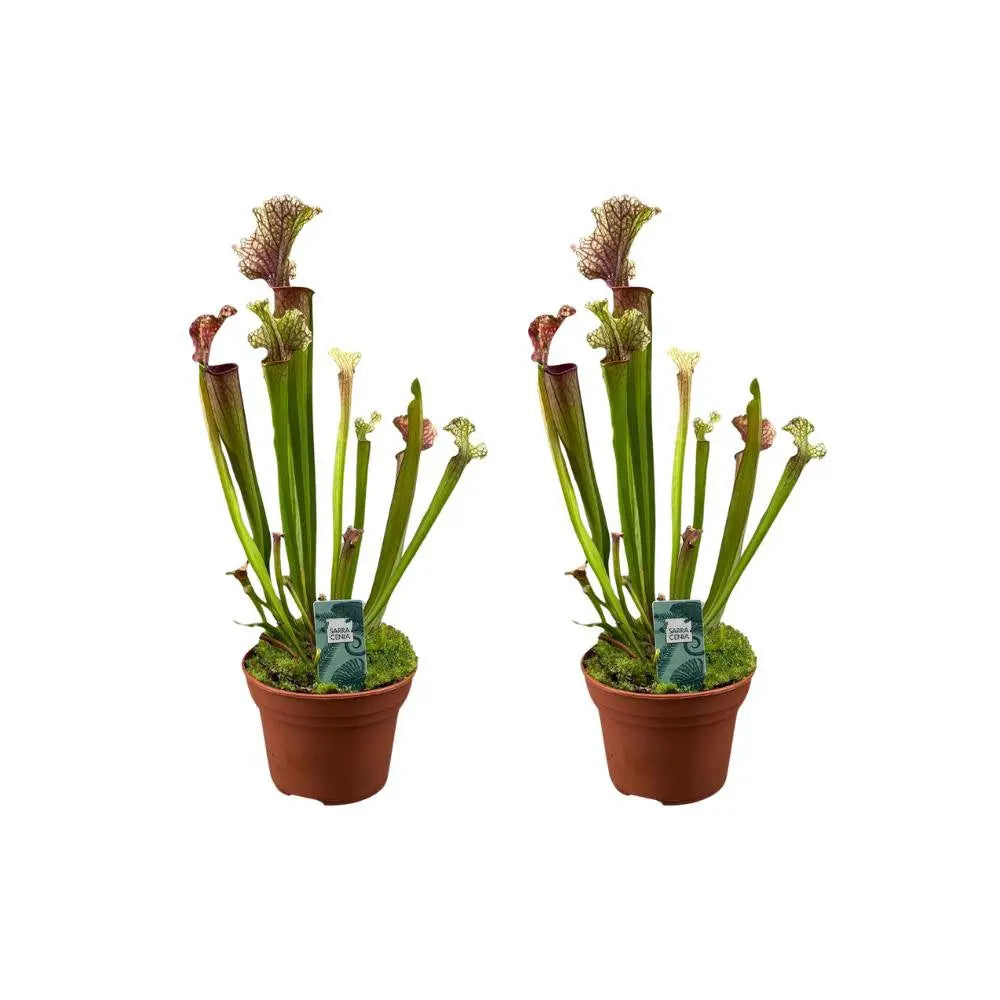 Sarracenia Judith Hindle 2er-Set im Topf Ø12 cm, ca. 30 cm hoch