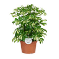 Schefflera Gerda im Ø21 cm Topf freigestellt auf weißem Hintergrund