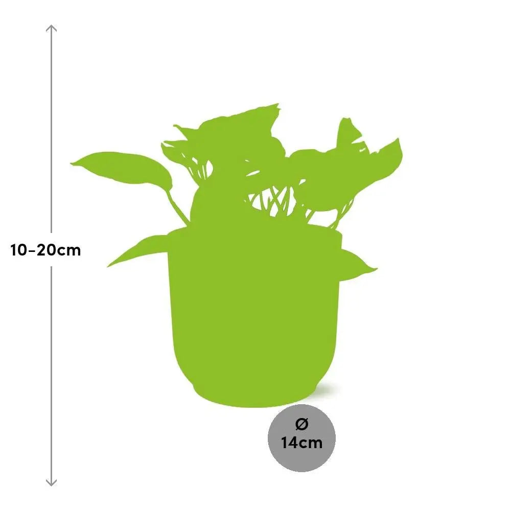 Efeutute (Epipremnum aureum / „Scindapsus“) im Ziertopf, Ø 12 cm, Höhe 20–30 cm – Gesamtansicht
