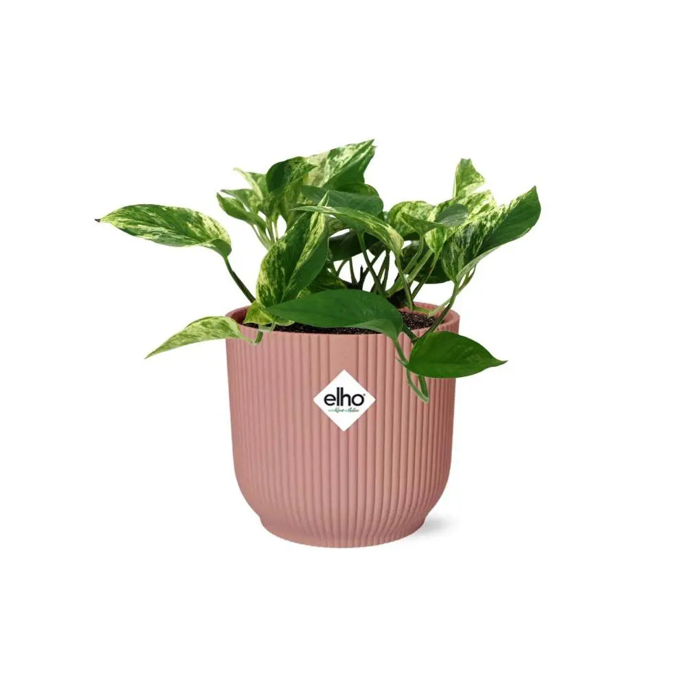 Duivels Klimop/Pothos – hängende Ranken über dem Topfrand (Detail)