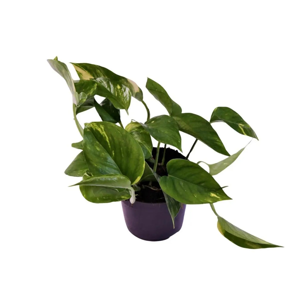 scindapsus-orange-12cm-freigestellt-weiss-25cm