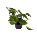 scindapsus-orange-12cm-freigestellt-weiss-25cm