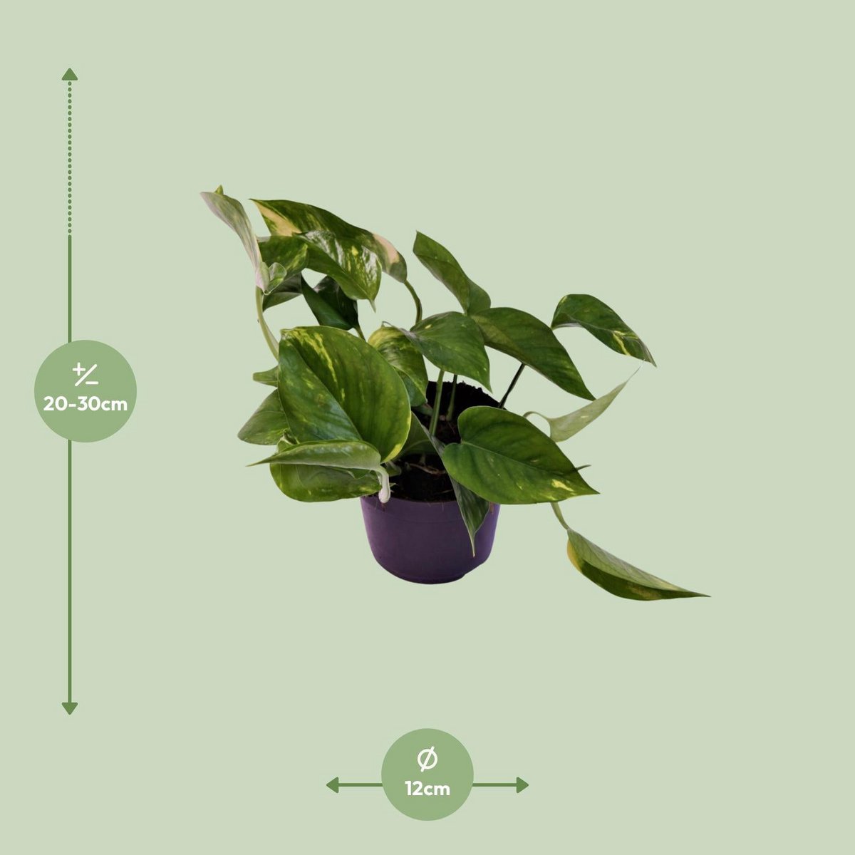 Scindapsus Orange Lieferhöhe ca. 25 cm – Größenvergleich bei Lieferung