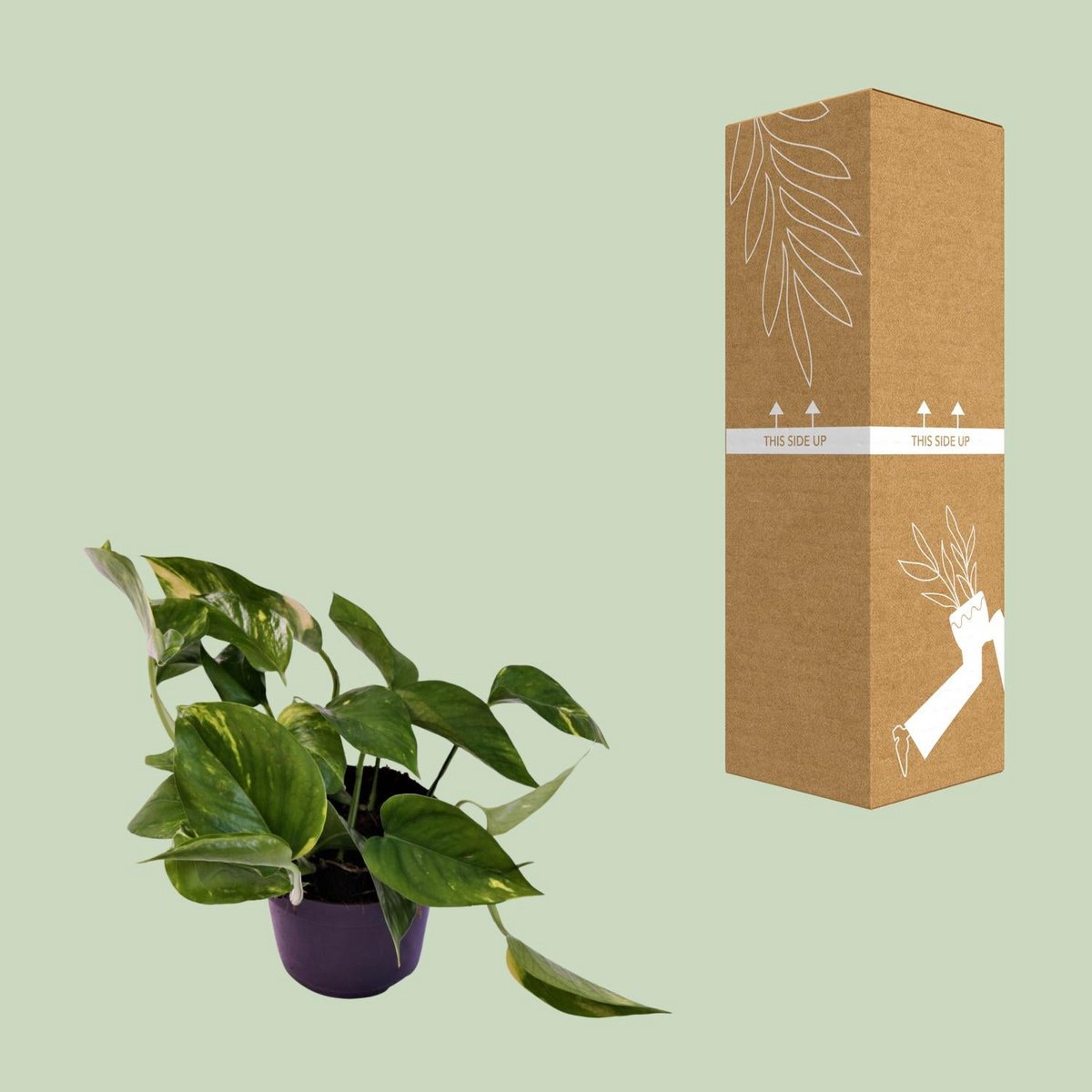 Scindapsus Orange neben bruch- und transportsicherer Versandverpackung