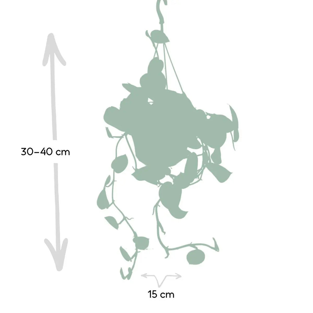 Scindapsus pictus „Trebie“ im Anzuchttopf, Ø 12 cm, Höhe ca. 20 cm – Gesamtansicht