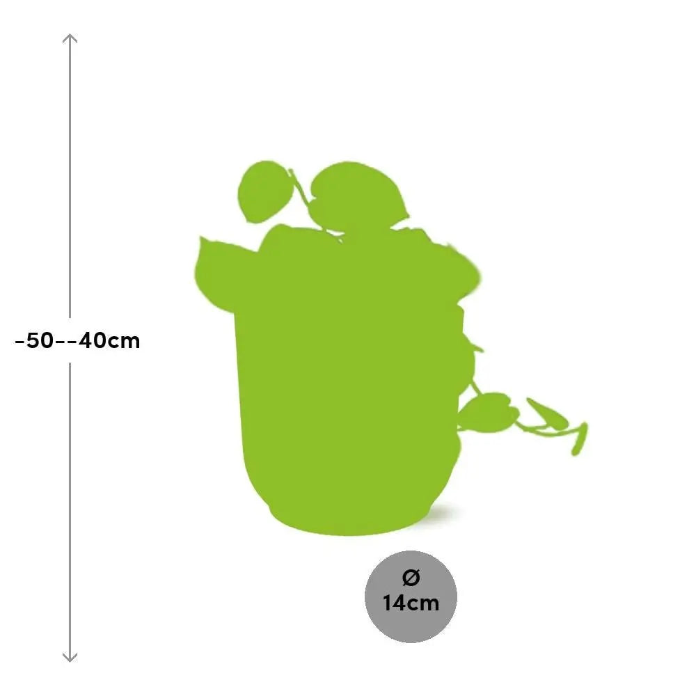 Ø Topf: 12 cm | Höhe inkl. Topf: ca. 20–30 cm