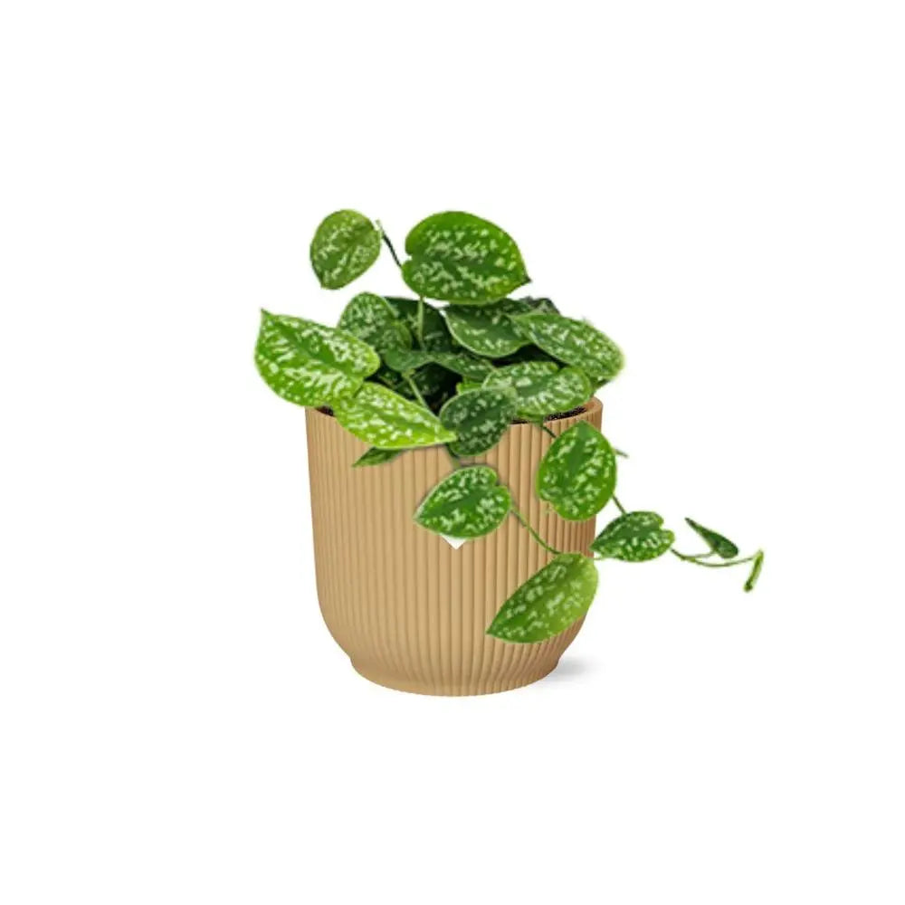 Pothos/Efeutute – rankender Wuchs als Hängepflanze