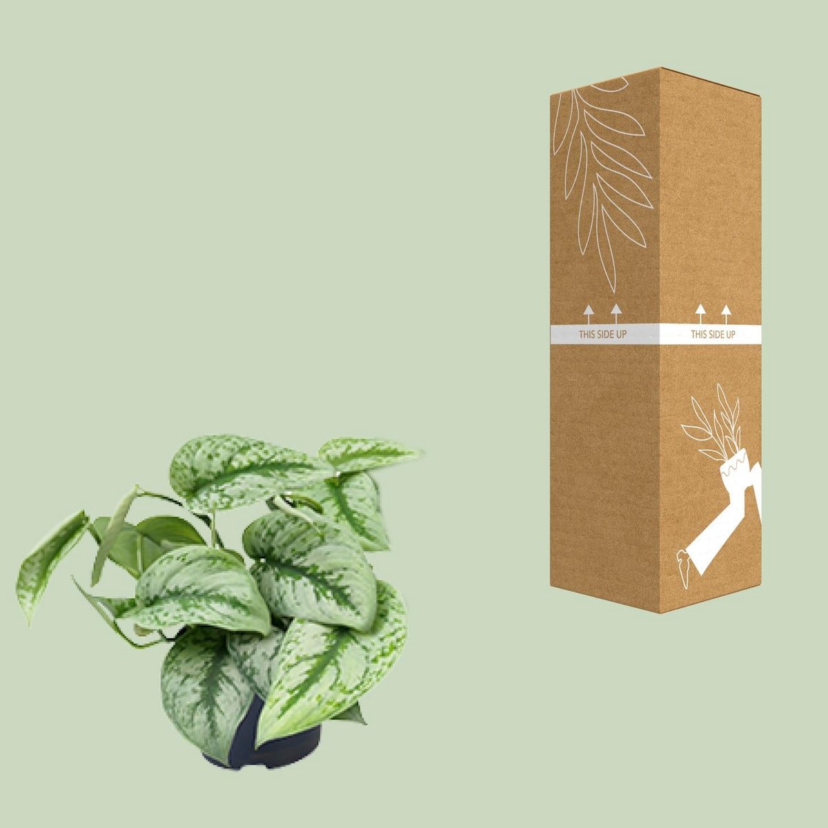 Scindapsus pictus ‘Trebie’ neben bruch- und transportsicherer Versandverpackung