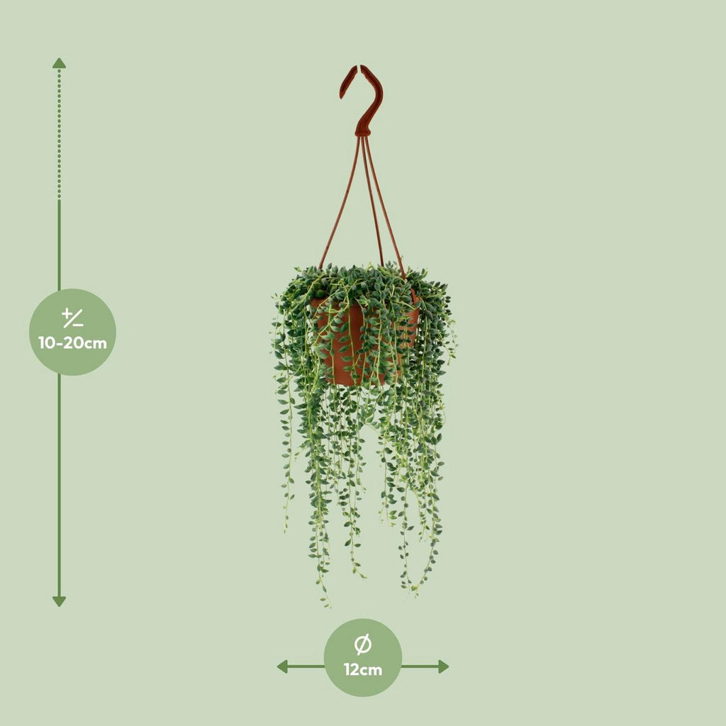 Senecio herreianus Lieferhöhe ca. 20 cm – Größenvergleich bei Lieferung