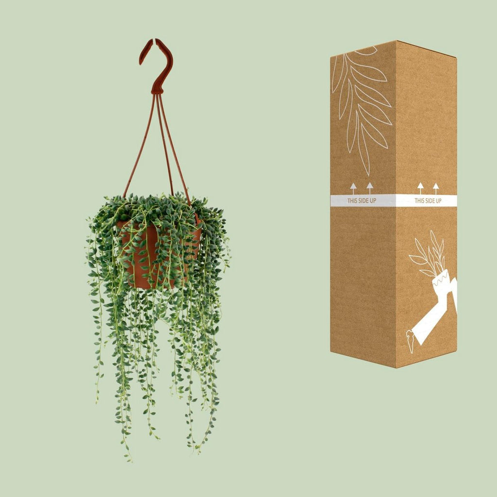 Senecio herreianus neben bruch- und transportsicherer Versandverpackung