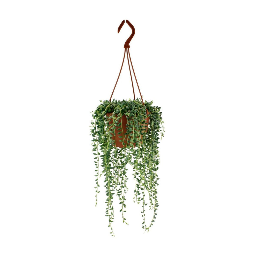 Senecio herreianus (String of Watermelons) im Ø12 cm Topf freigestellt auf weißem Hintergrund