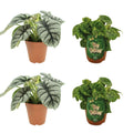 Set 2x Alocasia Silver Dragon und 2x Begonia Kingiana Ø12 cm freigestellt auf weißem Hintergrund