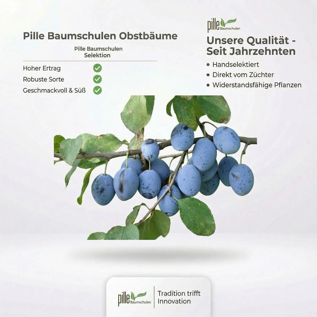 Reneklode Graf Althans – Terrassenobst oder Buschform (sehr aromatisch)