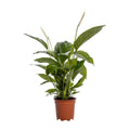 Spathiphyllum Bingo Cupid (Einblatt) im Ø19 cm Topf freigestellt auf weißem Hintergrund, ca. 80 cm hoch