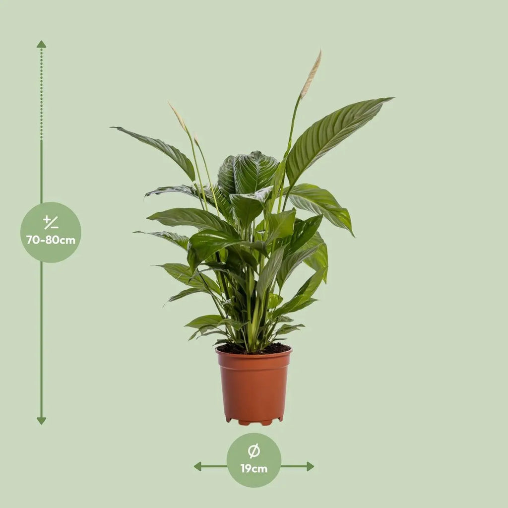 Spathiphyllum Bingo Cupid Lieferhöhe ca. 80 cm – Größenvergleich bei Lieferung