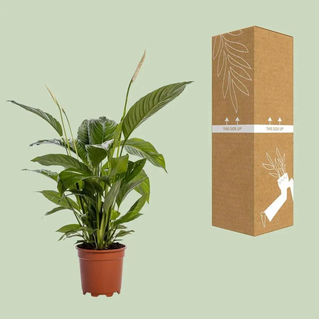 Spathiphyllum Bingo Cupid neben bruch- und transportsicherer Versandverpackung