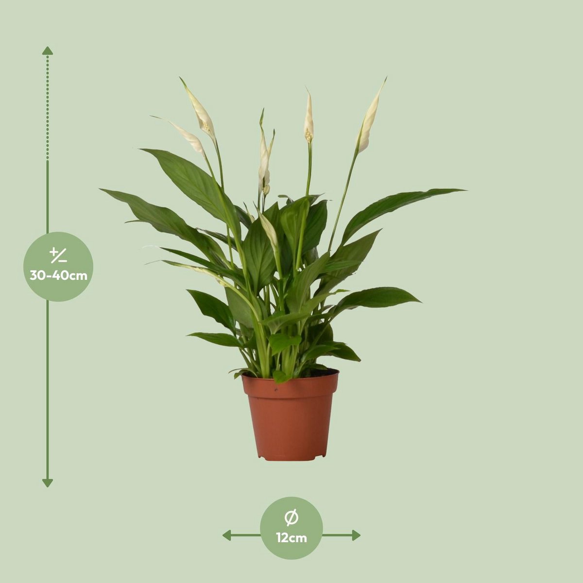 Spathiphyllum Bingo Cupido Lieferhöhe ca. 45 cm – Größenvergleich bei Lieferung